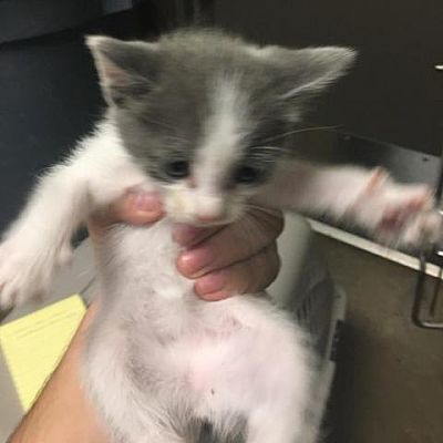 Yuffie — Bryan Animal Center